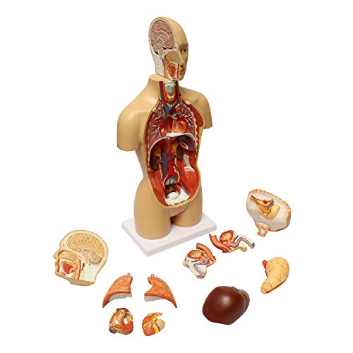 MonMed Human Torso Model – 17in Human Body Model Anatomy Doll with Removable Organs 3D Human Organ Model