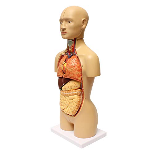 MonMed Human Torso Model – 17in Human Body Model Anatomy Doll with Removable Organs 3D Human Organ Model