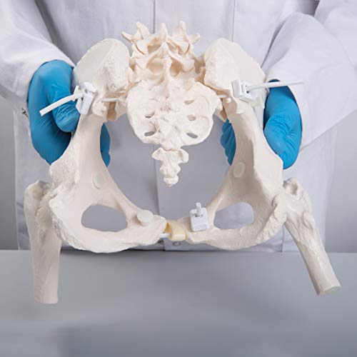 3B Scientific GmbH 1019865Flexible Female Pelvis with Movable Femur Heads - Life Size, Bone