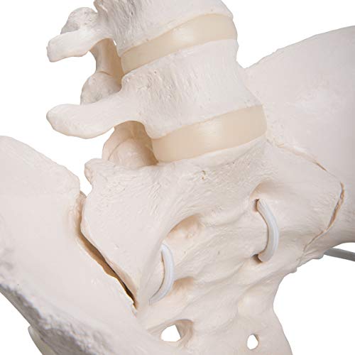 3B Scientific GmbH 1019865Flexible Female Pelvis with Movable Femur Heads - Life Size, Bone