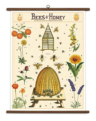 Cavallini Papers & Co., Inc. Bees & Honey Vintage School Chart, Multi