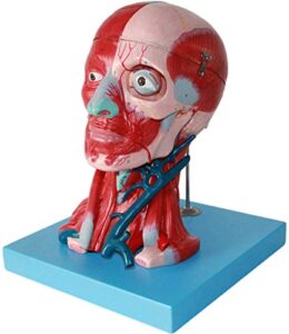 medical human head and neck muscle blood vessel model, brain anatomical model neurovascular neurology teaching specimen