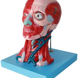 Medical Human Head and Neck Muscle Blood Vessel Model, Brain Anatomical Model Neurovascular Neurology Teaching Specimen