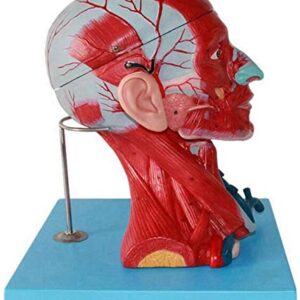 Medical Human Head and Neck Muscle Blood Vessel Model, Brain Anatomical Model Neurovascular Neurology Teaching Specimen