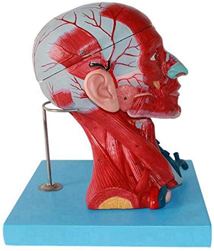 Medical Human Head and Neck Muscle Blood Vessel Model, Brain Anatomical Model Neurovascular Neurology Teaching Specimen