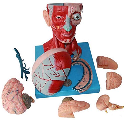 Medical Human Head and Neck Muscle Blood Vessel Model, Brain Anatomical Model Neurovascular Neurology Teaching Specimen