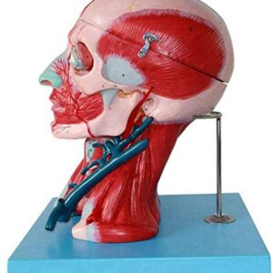 Medical Human Head and Neck Muscle Blood Vessel Model, Brain Anatomical Model Neurovascular Neurology Teaching Specimen