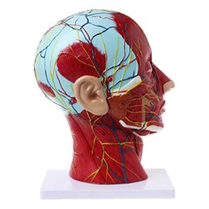 abicial human anatomical half head face anatomy medical brain neck median section study model nerve blood vessel for teaching learning tool