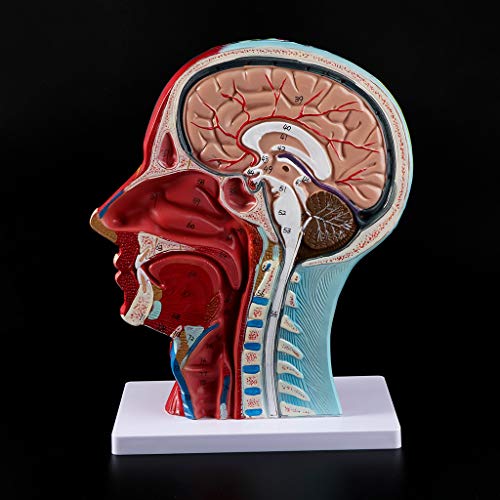 Abicial Human Anatomical Half Head Face Anatomy Medical Brain Neck ...