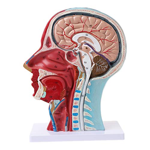 Abicial Human Anatomical Half Head Face Anatomy Medical Brain Neck ...