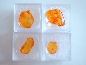 genuine baltic amber stone with fossils insects inclusions in magnifying box 4 pcs