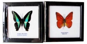2 framed common bluebottle and orange albatross butterfly display insect taxidermy 5″x5″x1″