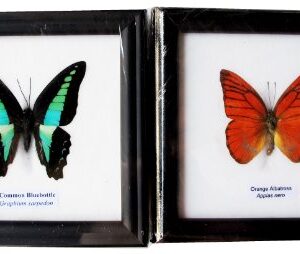 2 FRAMED COMMON BLUEBOTTLE AND ORANGE ALBATROSS BUTTERFLY DISPLAY INSECT TAXIDERMY 5"X5"X1"