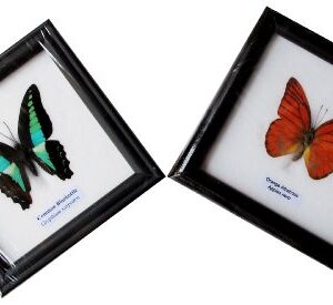 2 FRAMED COMMON BLUEBOTTLE AND ORANGE ALBATROSS BUTTERFLY DISPLAY INSECT TAXIDERMY 5"X5"X1"