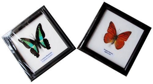 2 FRAMED COMMON BLUEBOTTLE AND ORANGE ALBATROSS BUTTERFLY DISPLAY INSECT TAXIDERMY 5"X5"X1"