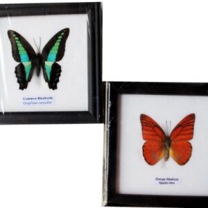 2 FRAMED COMMON BLUEBOTTLE AND ORANGE ALBATROSS BUTTERFLY DISPLAY INSECT TAXIDERMY 5"X5"X1"