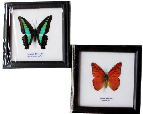 2 FRAMED COMMON BLUEBOTTLE AND ORANGE ALBATROSS BUTTERFLY DISPLAY INSECT TAXIDERMY 5"X5"X1"