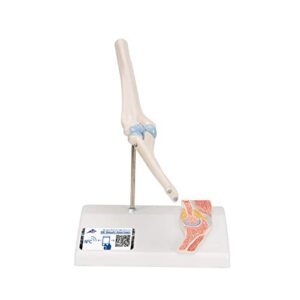 3b scientific a87/1 mini elbow joint w/cross sec of bone on base – 3b smart anatomy