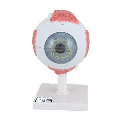 3B Scientific F10 Eye 5 times full-size 6-part - 3B Smart Anatomy