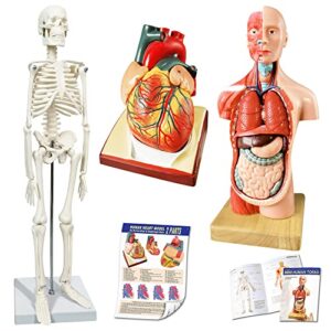human skeleton model,heart models-best anatomy model bundle set of 3 hands-on 3d model study tools for medical student