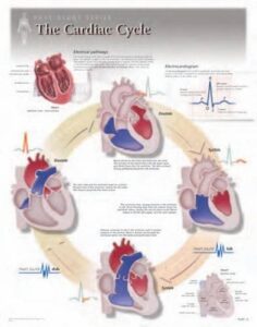 the cardiac cycle wall chart: 8140