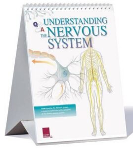 understanding the nervous system flip chart (anatimical flip chart)