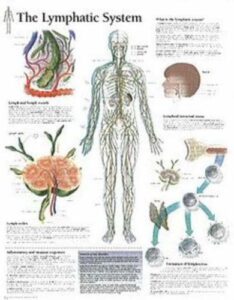 the lymphatic system chart: laminated wall chart