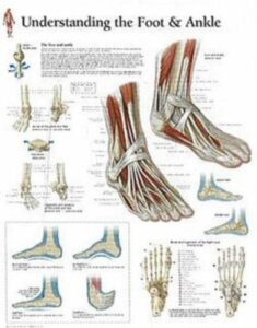 understanding the foot & ankle chart: wall chart