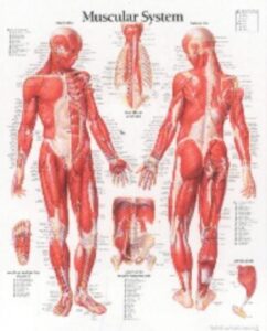 muscular system male chart: wall chart