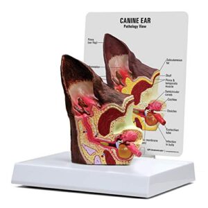 canine ear model | animal body anatomy replica of dog ear w/common pathologies for veterinary office educational tool | gpi anatomicals