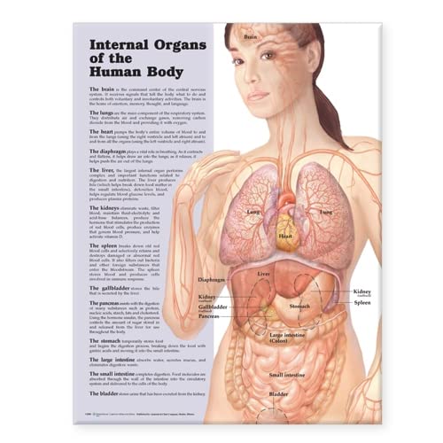 Internal Organs Of The Human Body Chart: (Laminated)