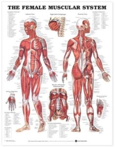 the female muscular system anatomical chart (9781587795657)