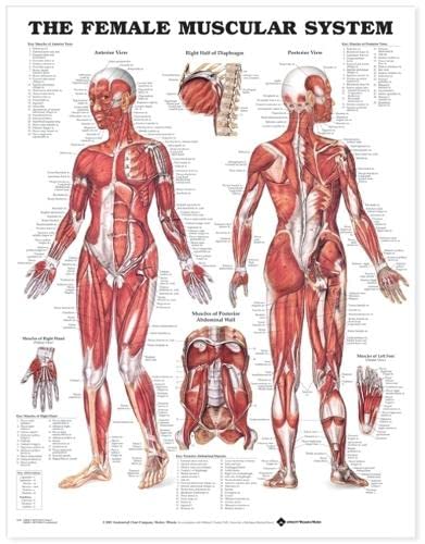 The Female Muscular System Anatomical Chart (9781587795657)