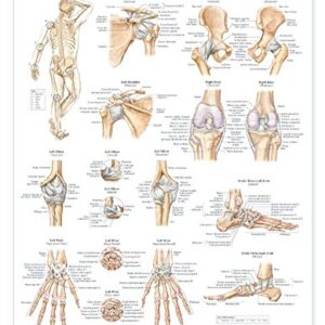 Ligaments of the Joints Anatomical Chart