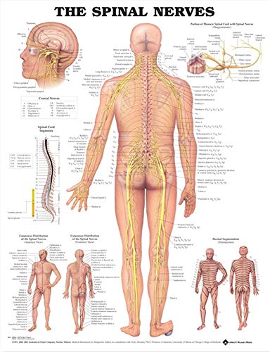 The Spinal Nerves Anatomical Chart