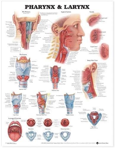 Pharynx & Larynx Anatomical Chart