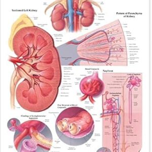 The Kidney Anatomical Chart