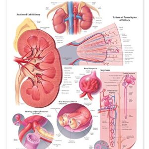 The Kidney Anatomical Chart