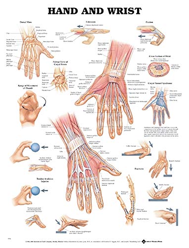 Hand and Wrist Anatomical Chart