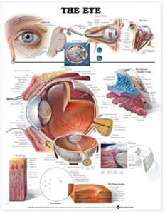 the eye anatomical chart