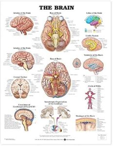 the brain anatomical chart