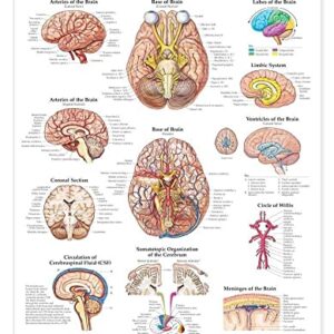 The Brain Anatomical Chart