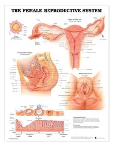 the female reproductive system anatomical chart