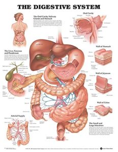 the digestive system anatomical chart