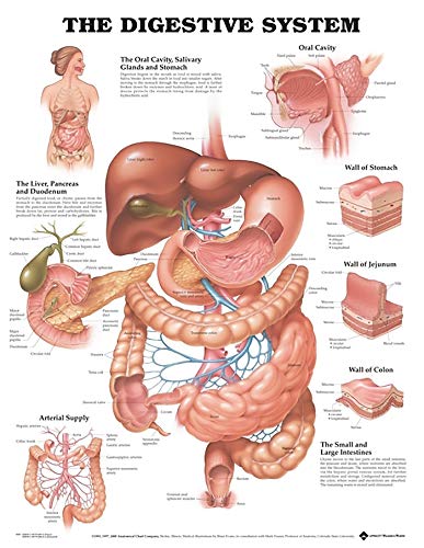 The Digestive System Anatomical Chart