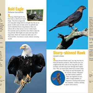 Raptor! A Kid's Guide to Birds of Prey