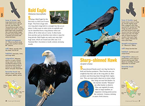 Raptor! A Kid's Guide to Birds of Prey