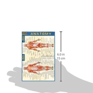 Anatomy (Quick Study: Anatomy)