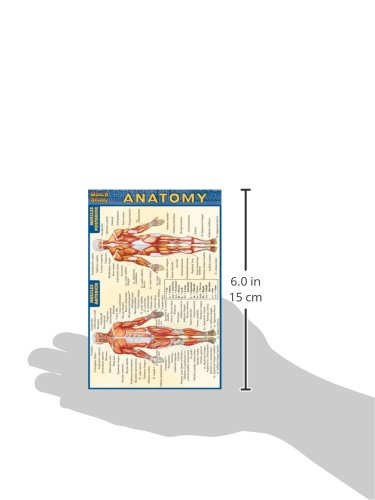 Anatomy (Quick Study: Anatomy)