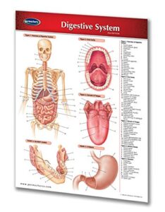human digestive system chart – 2-page 8.5″ x 11″ laminated quick reference guide